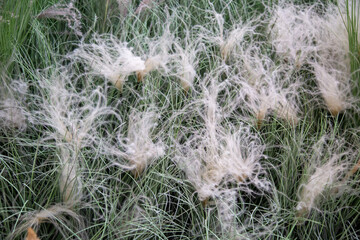 The plant is a hairy pinnate (Latin Pennisetum) with fluffy balls on a background of green grass. Flora home indoor plants flowers.