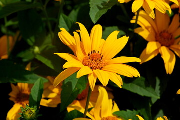 yellow flower