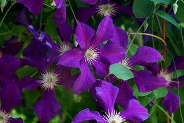 flowers in the garden