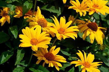 Rudbeckia