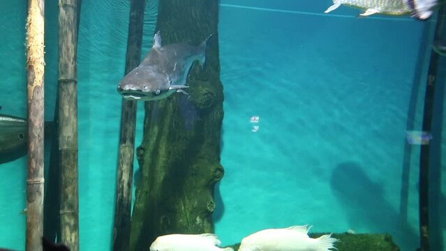 Sevryuga fish (lat. Acipenser stellatus) and Kaluga (Lat. Huso dauricus) swim against the background of the dark seabed. Marine life, exotic fish, subtropics, sturgeon breeding.