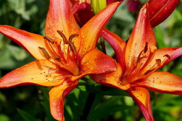 red and yellow lily