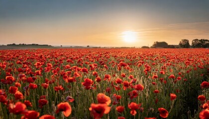 image of huge poppy field during sunset