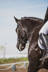 Obraz premium Black horse under saddle with human in saddle. Horse in competition outside in summer paddock