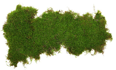 Green moss piece isolated on white background, top view - obrazy, fototapety, plakaty