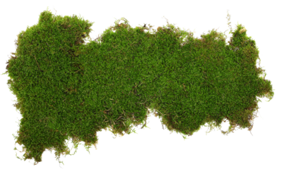 Green moss piece isolated on white background, top view
