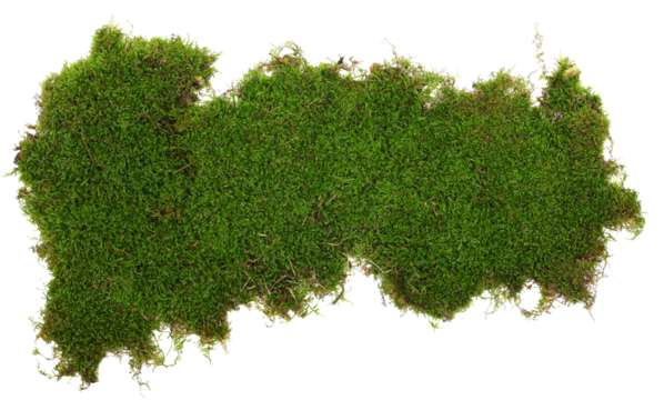 Green moss piece isolated on white background, top view