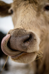 Grey cow licking nose close up
