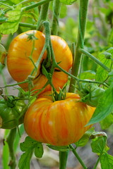 tomatoes in the garden