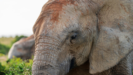 Close encounter with an elephant in Addo Elephant National Park, South Africa