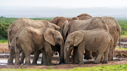 Naklejka na ściany i meble Family of elephants gathering to drink water, Addo Elephant National Park, South Africa