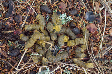 this is the droppings from the capercaillie, tetrao urogallus, in autumn in a solid consistency