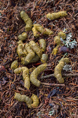 this is the droppings from the capercaillie, tetrao urogallus, in autumn in a solid consistency