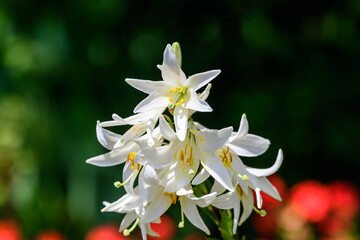 Many large delicate white flowers of Lilium or Lily plant in a British cottage style garden in a sunny summer day, beautiful outdoor floral background photographed with soft focus.