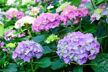 Magenta pink hydrangea macrophylla or hortensia shrub in full bloom in a flower pot, with fresh green leaves in the background, in a garden in a sunny summer day.