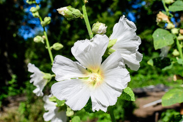 Many delicate white flowers of Althaea officinalis plant, commonly known as marsh-mallow in a British cottage style garden in a sunny summer day, beautiful outdoor floral background.