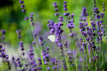 Many small blue lavender flowers in a sunny summer day in Scotland, United Kingdom, with selective focus, beautiful outdoor floral background.