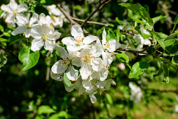 Close up of a branch with delicate white apple tree flowers in full bloom with blurred background...