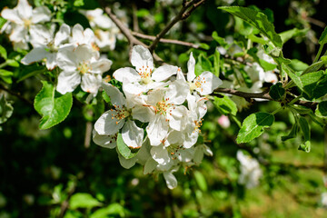 Close up of a branch with delicate white apple tree flowers in full bloom with blurred background in a garden in a sunny spring day, beautiful Japanese cherry blossoms floral background, sakura