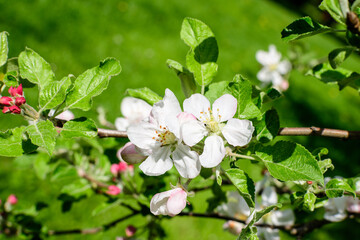 Close up of a branch with delicate white apple tree flowers in full bloom with blurred background in a garden in a sunny spring day, beautiful Japanese cherry blossoms floral background, sakura