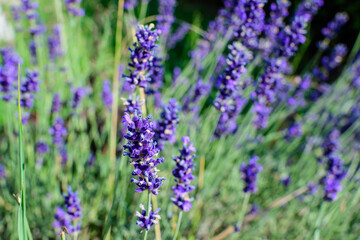 Many small blue lavender flowers in a garden in a sunny summer day photographed with selective focus, beautiful outdoor floral background.