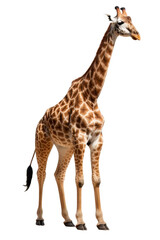 Giraffe, isolated no background