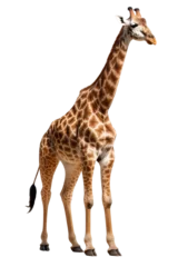 Gardinen Giraffe, isolated no background © Jürgen Fälchle