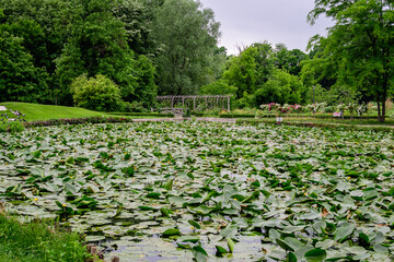 Vivid landscape in Alexandru Buia Botanical Garden from Craiova in Dolj county, Romania, with lake, waterlillies and large green tres in a beautiful sunny spring day with blue sky and white clouds