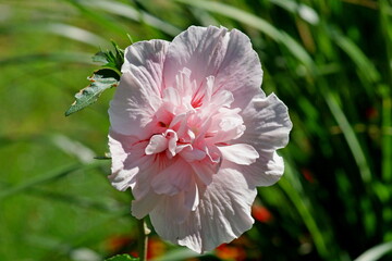 pink and white flower