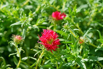 red flowers in the garden