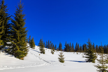 Fototapeta na wymiar Snowy Yahidna Mount Trail in Ukrainian Carpathian at sunny winter day.