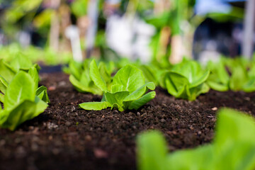 Vegetables in the plot. Green mustard growing in the garden. Fresh salad vegetables grown on an organic farm. Hydroponic vegetable farm.