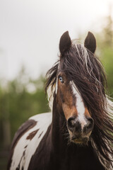 Close up on a beautiful gypsy vanner horse with a bleu eye walking towards camera with nice bokeh...