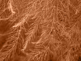 The background of asparagus leaves with dew drops colored in new trendy color of 2024 year Peach Fuzz. Monochrome. Wallpaper for blogs in social networks