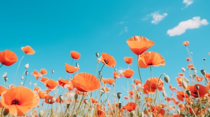 Obraz premium A vibrant field of wild poppies against the backdrop of a clear blue sky