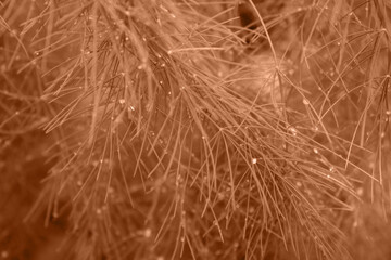 The background of asparagus leaves with dew drops colored in new trendy color of 2024 year Peach Fuzz. Monochrome. Wallpaper for blogs in social networks