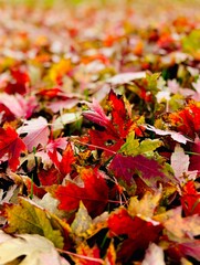 Fall leaves
