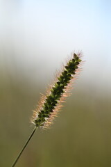 Obraz premium Wild Flower on the Prairie