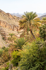 Palm trees oasis at Misfah al Abriyyin or Misfat Al Abriyeen village located in the north of the Sultanate of Oman.