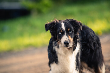 Australian shepherd dog with blue eyes outside in summer