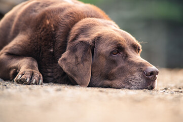 Very relaxed old brown labrador dog, laying on dirt outside in summer 