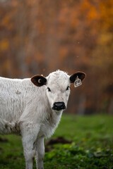 Obraz premium British White Cow in Autumn Pasture, Quebec, Canada