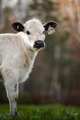 British White Cow in Autumn Pasture, Quebec, Canada