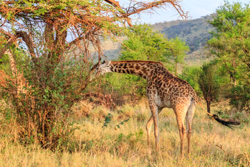 Giraffe in savanna in Serengeti national park in Tanzania. Wild nature of Tanzania, East Africa