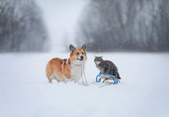 cute friends corgi dog carries a striped cat on a sleigh in the winter snowy garden