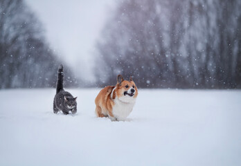 cute friends cat and corgi dog run through the snowdrifts in a winter snowy park