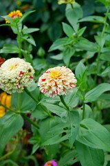 orange flowers in garden