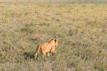 Lion cub (Panthera leo) walking in savannah in Serengeti national park, Tanzania