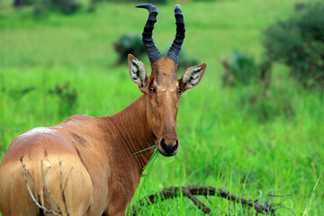 Obraz premium Close-up of a Hartebeest (Alcelaphus buselaphus, aka Kongoni), Feeding and Looking into the Camera. Murchison Falls National Park, Uganda