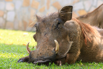 Close-up of a Common Warthog (Phacochoerus africanus), Resting in the Grass and Looking into the Camera. Murchison Falls National Park, Uganda